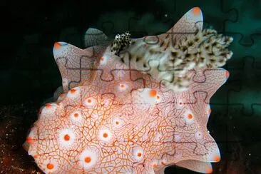 Halgerda batangas jigsaw puzzle