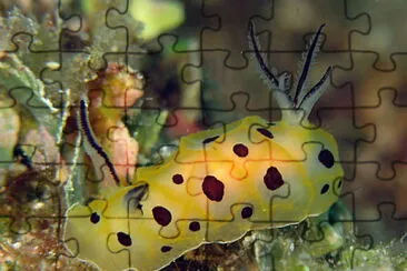 Halgerda brunneomaculata