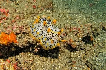Halgerda okinawa