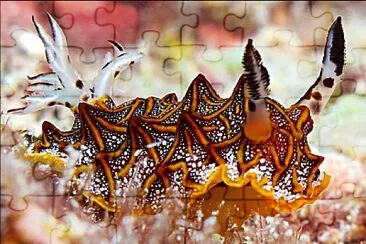 Halgerda tesselata