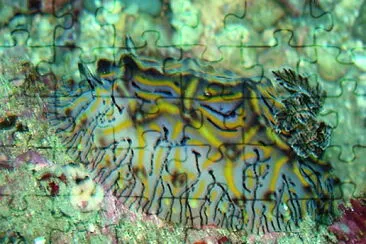 Halgerda willeyi