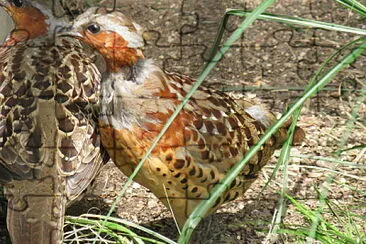 Pernice del bambu della cina