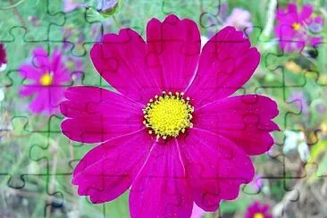 flores