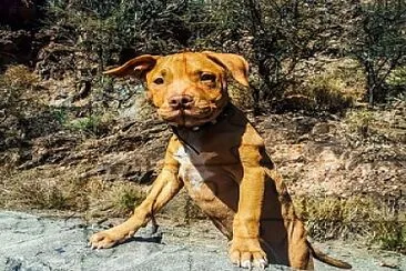 Mascota (Odin bb)