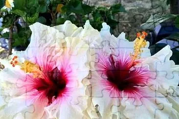 flores