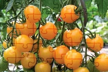 פאזל של frutas