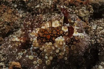 Hoplodoris estrelyado jigsaw puzzle