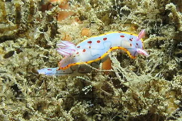 Hypselodoris bennetti jigsaw puzzle