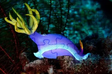 Hypselodoris bulllokii jigsaw puzzle