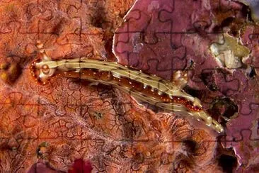 Hypselodoris decorata jigsaw puzzle