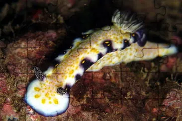 Hypselodoris imperialis