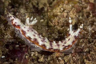 Hypselodoris juniperae
