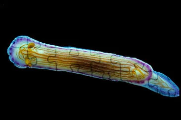 Hypselodoris katerinae