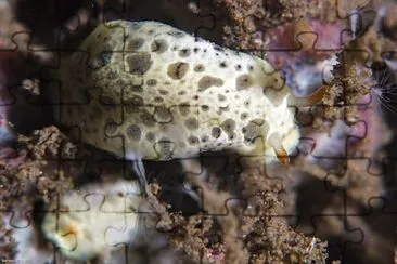 Hypselodoris lacuna