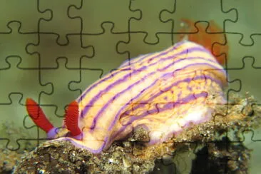Hypselodoris maridadilos