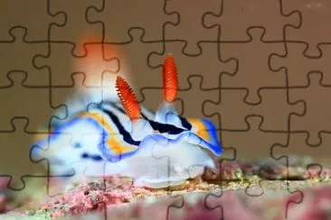 Hypselodoris maritima