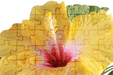 TULIPAN MEXICANO