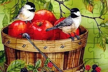 Beautiful Birds