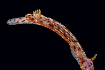 Hypsecolodoris yarae
