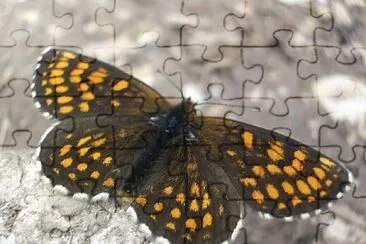 Melitaea diamina jigsaw puzzle
