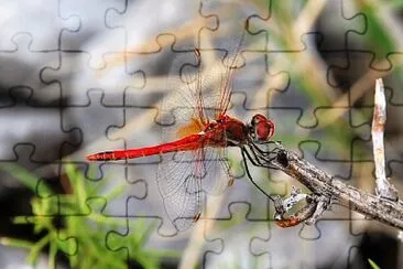Simpetrum fonscolombii jigsaw puzzle