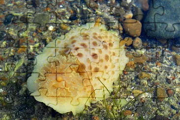 Diaulula punctvolata