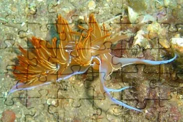 Dondice banylensis jigsaw puzzle