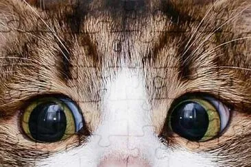 LINDO GATITO jigsaw puzzle