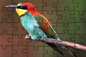 bird jigsaw puzzle
