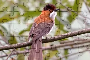Bulbul castano jigsaw puzzle