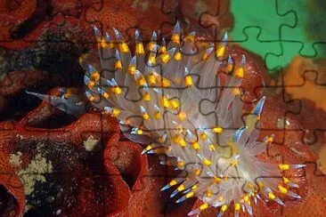 Janolus barbarensis jigsaw puzzle