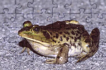 Suina jigsaw puzzle