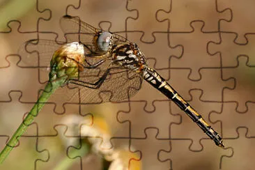 Trithemis arteriosa jigsaw puzzle