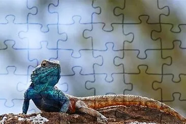 Agama atra