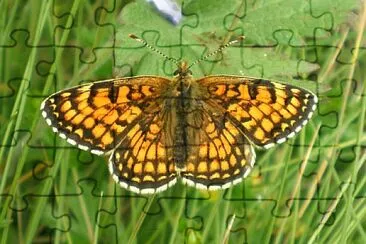 Melitaea parthenoides