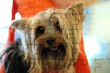 Yoskshire terrier jigsaw puzzle