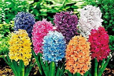 פאזל של Spring Time