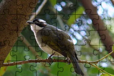 Bulbul cinese jigsaw puzzle