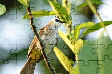 Bulbul coronanera jigsaw puzzle