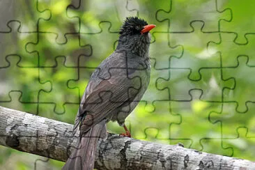 Bulbul del madagascar jigsaw puzzle