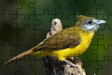 Bulbul golabianca jigsaw puzzle