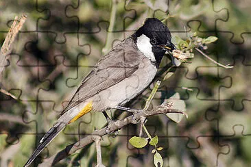 Bulbul guancebianche jigsaw puzzle