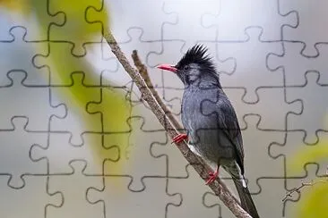 Bulbul nero jigsaw puzzle