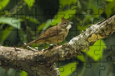 Bulbul ocraceo jigsaw puzzle