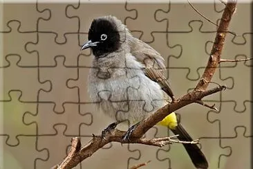 Bulbul dagli occhiali jigsaw puzzle
