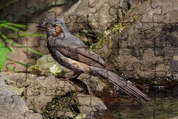 Bulbul guancebrune jigsaw puzzle