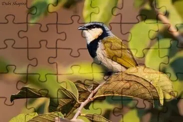 Bulbul collettonero
