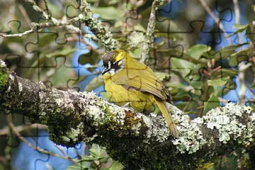Bulbul guancegialle