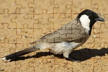 Bulbul guancebianche senza cresta
