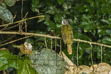 Bulbul codirosso